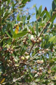 Quercus parvula from California