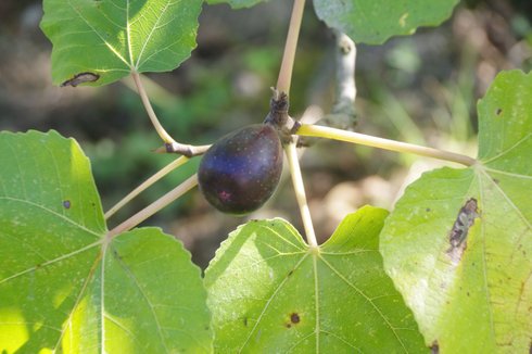 Fig Noire de Caromb