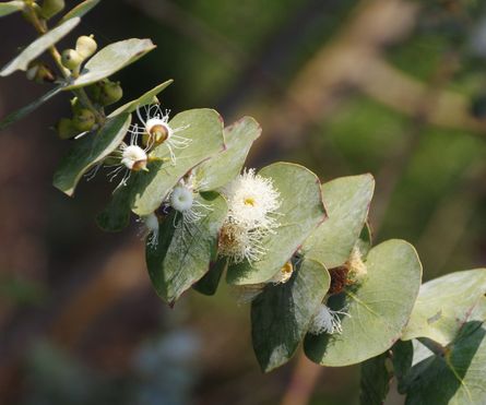 Eucalyptus cordata