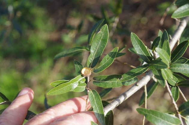 Q. durifolia 5 resize