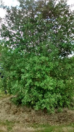 Quercus agrifolia 2 20190520