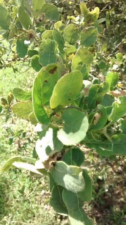 Quercus arizonica 20190520