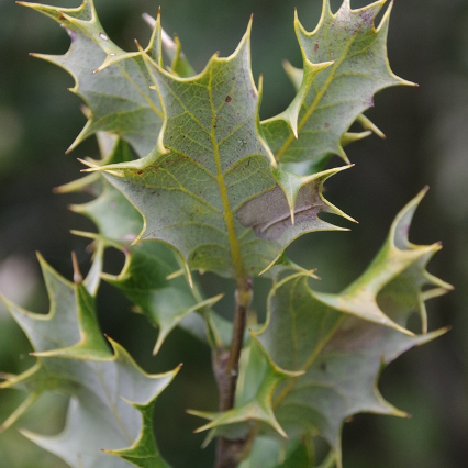Quercus baloot Underside, 002 type