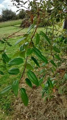 Quercus chrysolepis 20190520